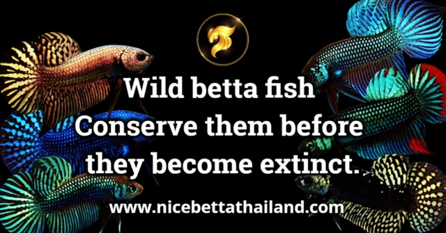 wild-betta-fish-conserve-them-before-they-become-extinct