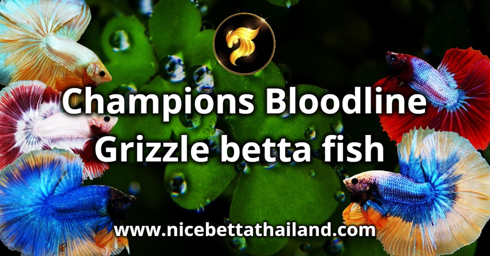 champions-bloodline-grizzle-betta-fish