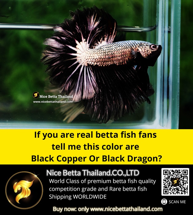 if-you-are-real-betta-fish-fans-tell-me-this-color-are-black-copper-or-black-dragon