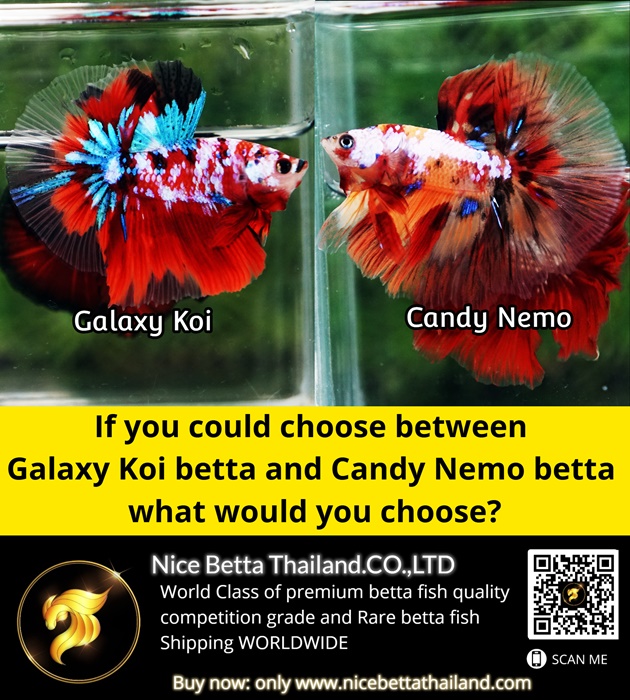 if-you-could-choose-between-galaxy-koi-betta-and-candy-nemo-betta-what-would-you-choose