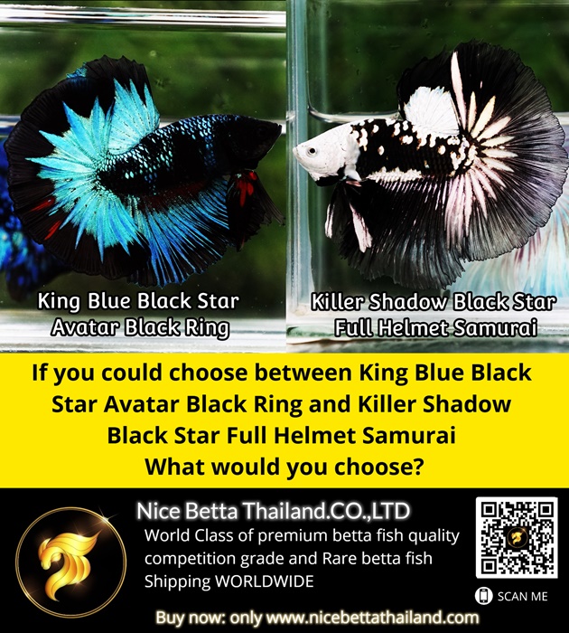 if-you-could-choose-between-king-blue-black-star-avatar-black-ring-and-killer-shadow-black-star-full-helmet-samurai-what-would-you-choose