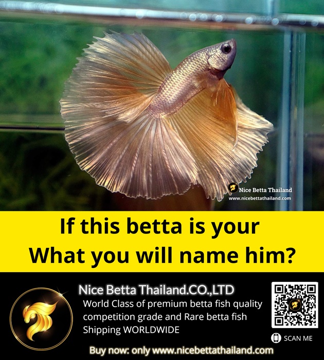 if-this-betta-is-your-what-you-will-name-him-gold-betta-collection