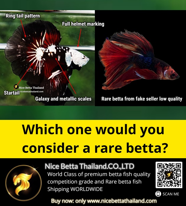 which-one-would-you-consider-a-rare-betta