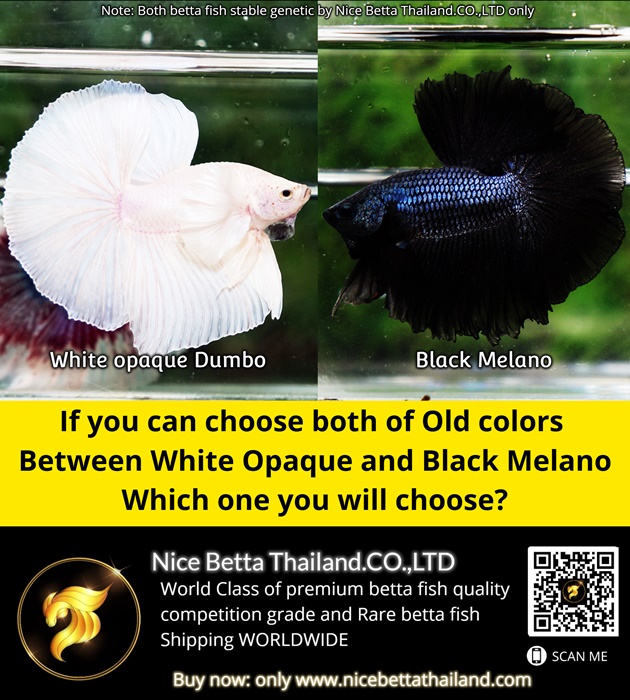 if-you-can-choose-both-of-old-colors-between-white-opaque-and-black-melano-which-one-you-will-choose