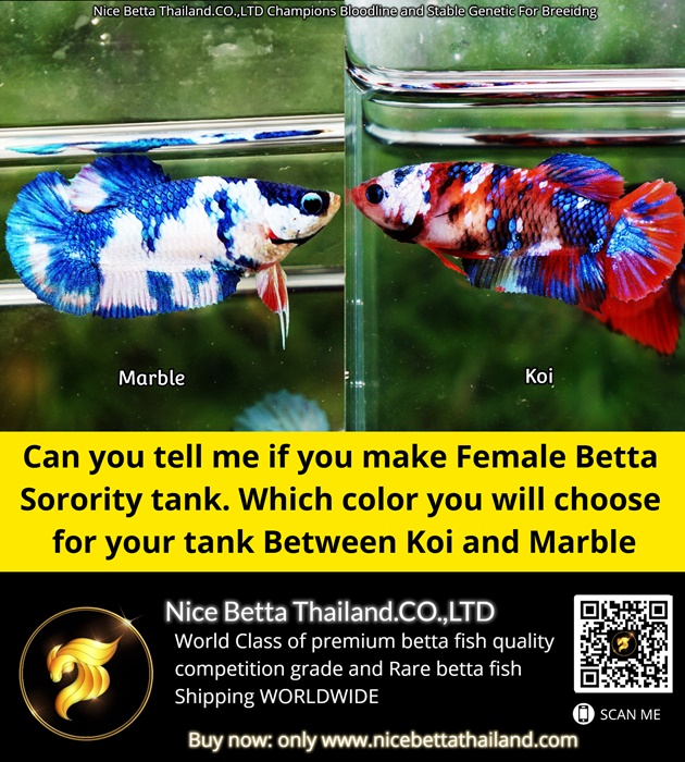 can-you-tell-me-if-you-make-female-betta-sorority-tank-which-color-you-will-choose-for-your-tank-between-koi-and-marble-betta