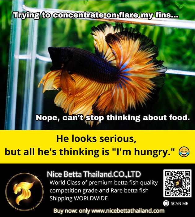 he-looks-serious-but-all-hes-thinking-is-im-hungry