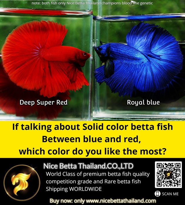 if-talking-about-solid-color-betta-fish-between-blue-and-red-which-color-do-you-like-the-most
