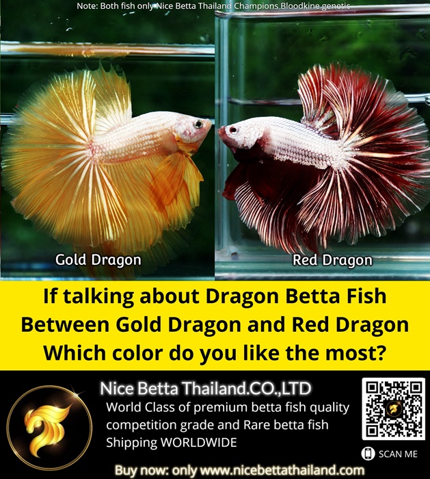 if-talking-about-dragon-betta-fish-between-gold-dragon-and-red-dragon-which-color-do-you-like-the-most