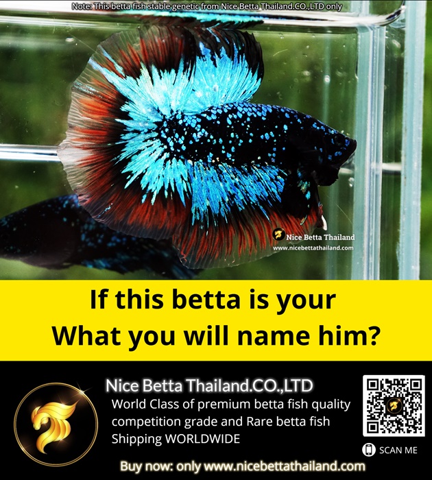 if-this-betta-is-your-what-you-will-name-him