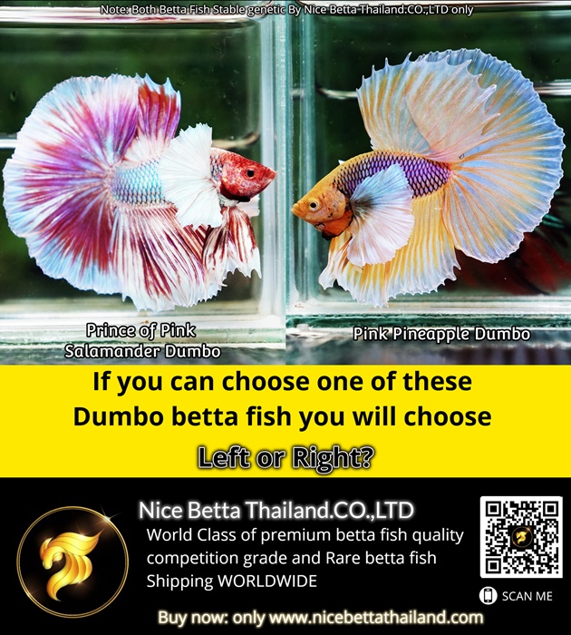 if-you-can-choose-one-of-these-dumbo-betta-fish-you-will-choose-left-or-right