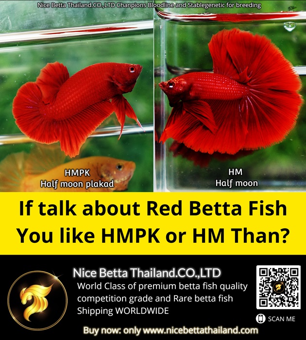 if-talk-about-red-betta-fish-you-like-hmpk-or-hm-than