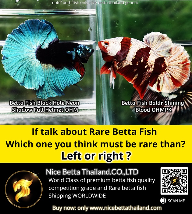 if-talk-about-rare-betta-fish-which-one-you-think-must-be-rare-than-you-choose-left-or-right