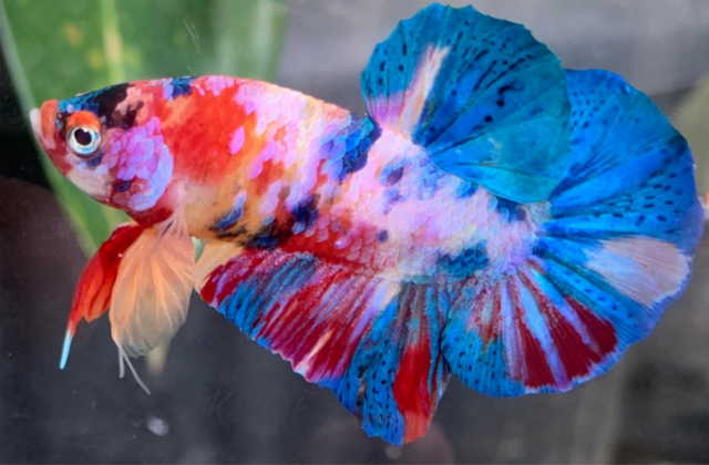 picsart_26-03-22_19-19-25-509