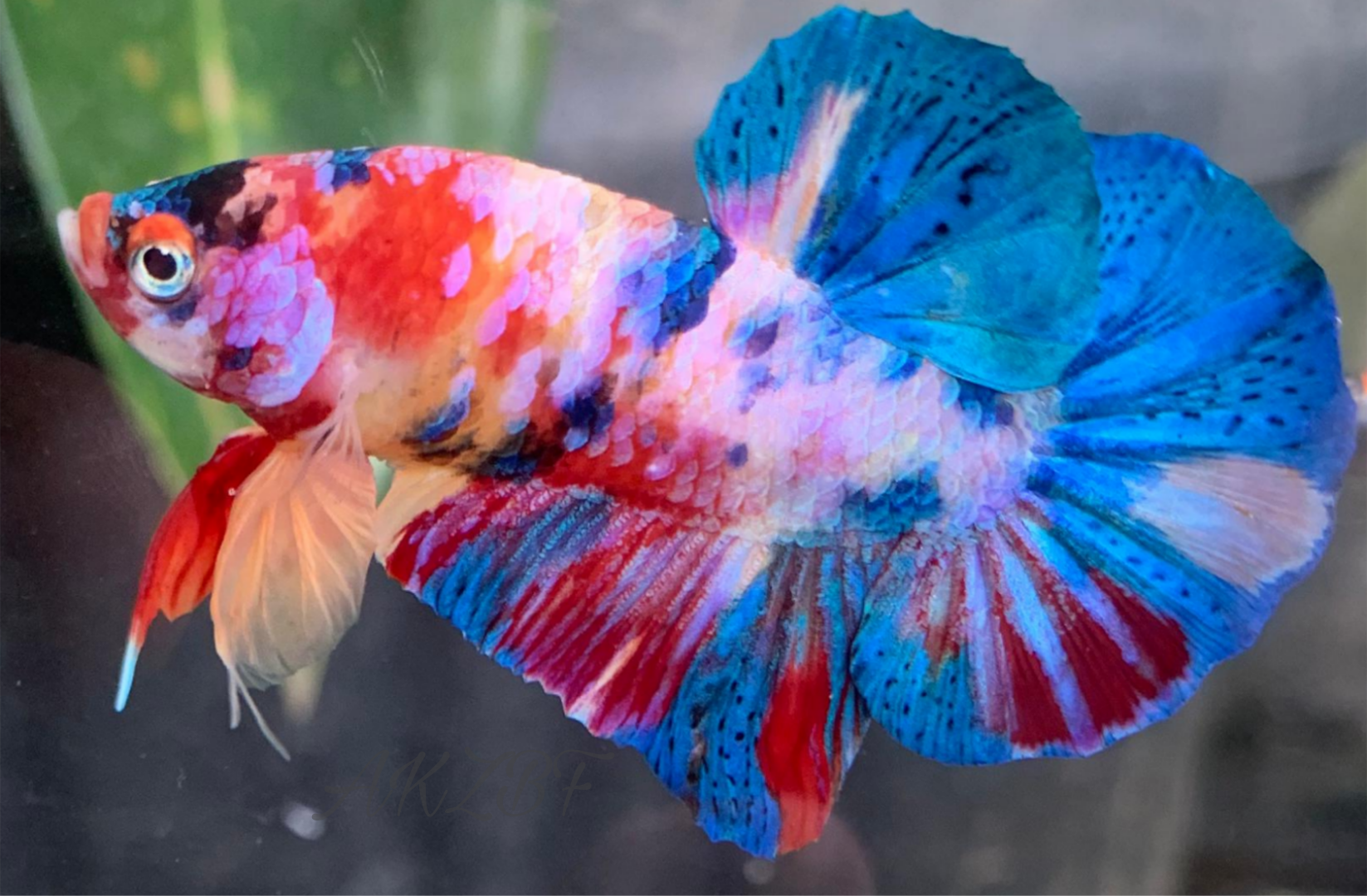 Picsart 26 03 22 19 19 25 509