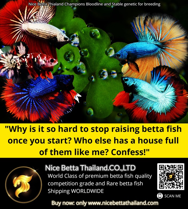 why-is-it-so-hard-to-stop-raising-betta-fish-once-you-start-who-else-has-a-house-full-of-them-like-me-confess