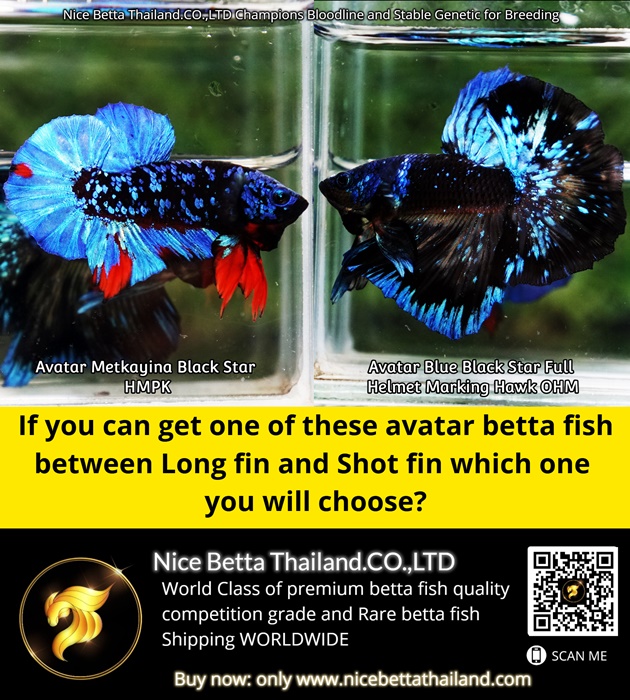 If you can get one of these avatar betta fish between Long fin and Shot fin which one you will choose