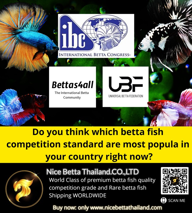 do-you-think-which-betta-fish-competition-standard-are-most-popula-in-your-country-right-now-ibc-standard-betta4all-stand-or-ubf-standard