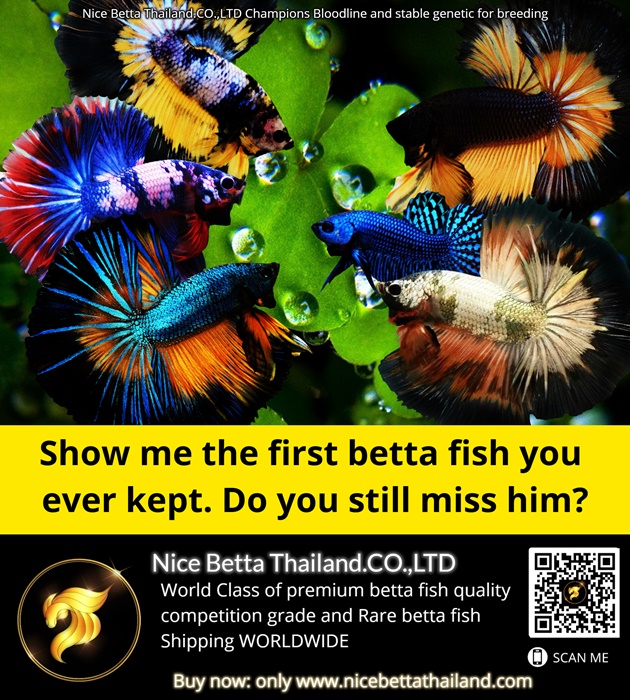 show-me-the-first-betta-fish-you-ever-kept-do-you-still-miss-him