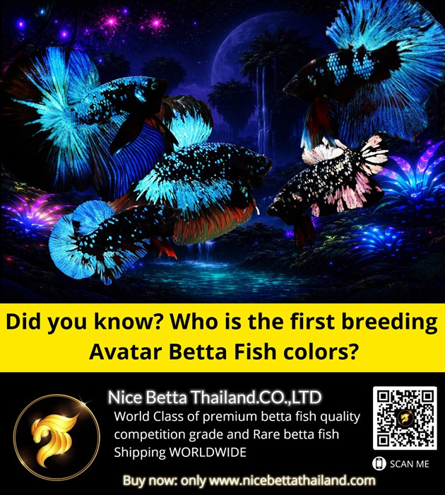 did-you-know-who-is-the-first-breeding-avatar-betta-fish-colors