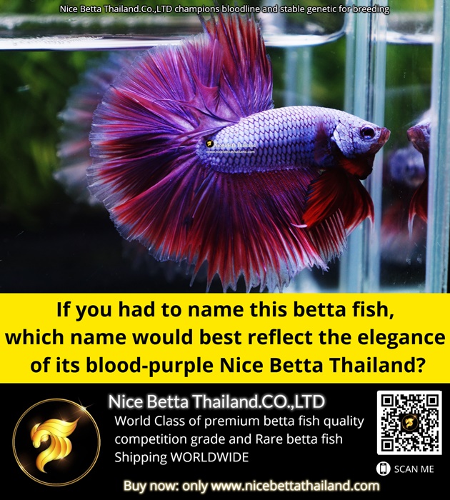 if-you-had-to-name-this-betta-fish-which-name-would-best-reflect-the-elegance-of-its-blood-purple-nice-betta-thailand