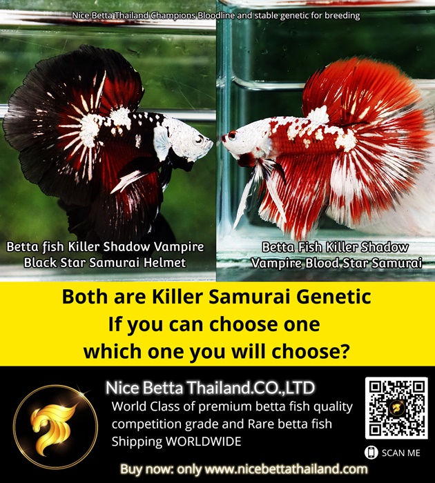 both-are-killer-samurai-genetic-if-you-can-choose-one-which-one-you-will-choose