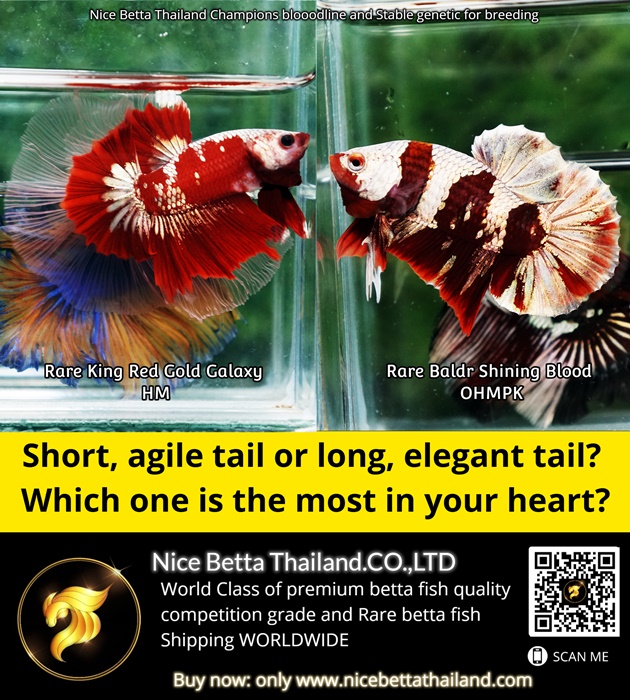 short-tail-betta-fish-agile-tail-or-long-elegant-tail-which-one-is-the-most-in-your-heart