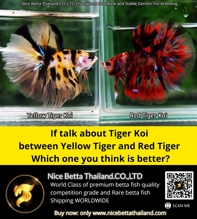 if-talk-about-tiger-koi-between-yellow-tiger-and-red-tiger-which-one-you-think-is-better