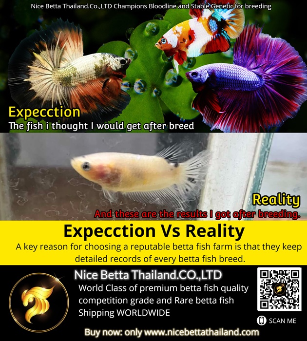 Expectation Vs Reality One of the key reasons for choosing a reputable betta fish farm is to look for one that is dedicated to developing high-quality betta fish and consistently keeps records of their breeds