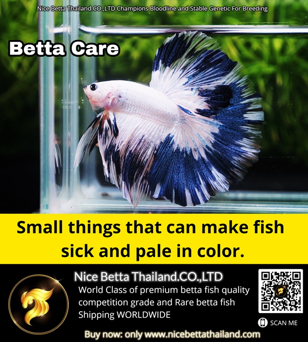 betta-fish-care-infographic