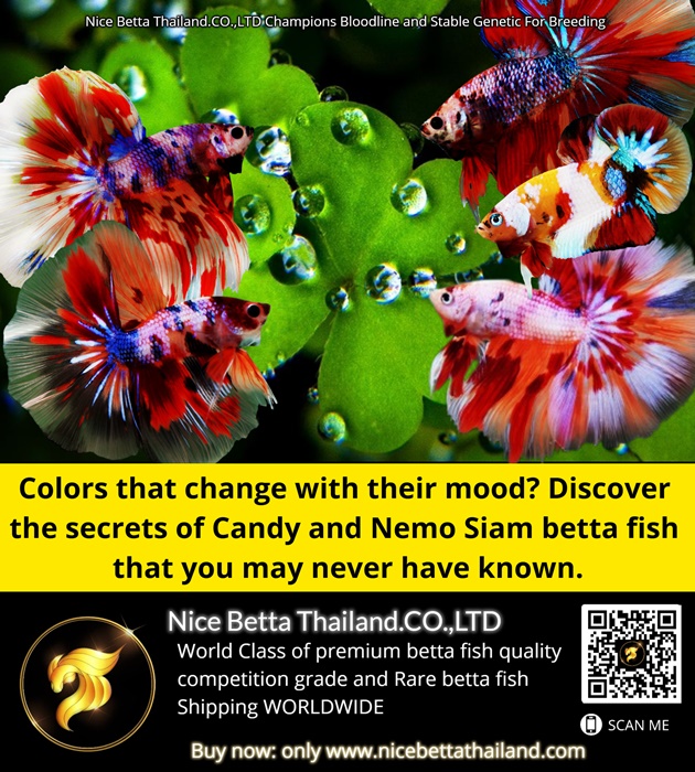 colors-that-change-with-their-mood-discover-the-secrets-of-candy-and-nemo-siam-betta-fish-that-you-may-never-have-known