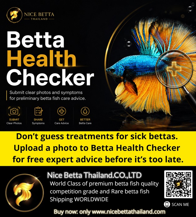 dont-guess-treatments-for-sick-bettas-upload-a-photo-to-betta-health-checker-for-free-expert-advice-before-its-too-late