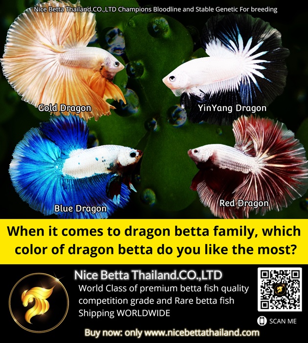 When it comes to dragon betta family, which color of dragon betta do you like the most