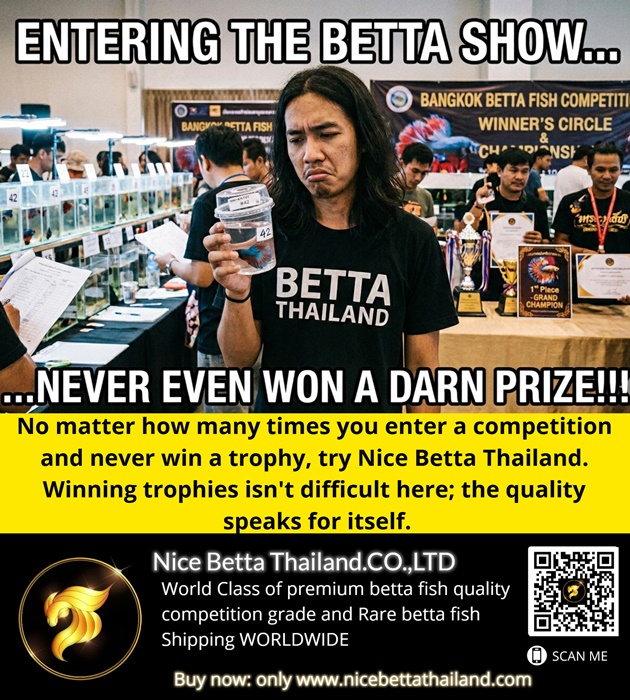 No matter how many times you enter a competition and never win a trophy, try Nice Betta Thailand. Winning trophies isn't difficult here; the quality speaks for itself