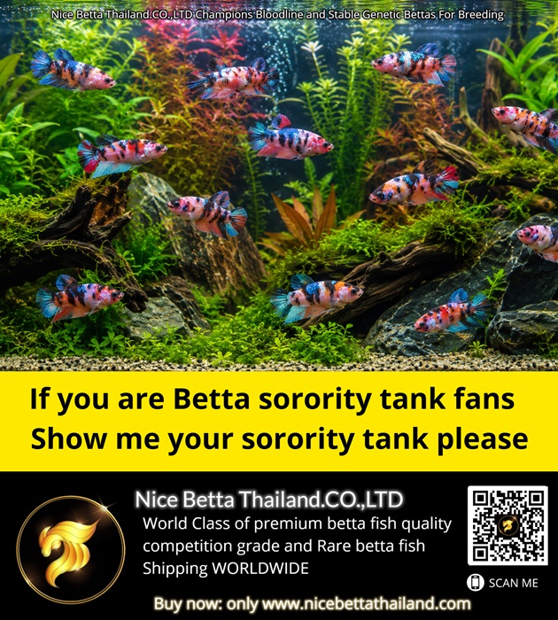 if-you-are-betta-sorority-tank-fans-show-me-your-sorority-tank-please