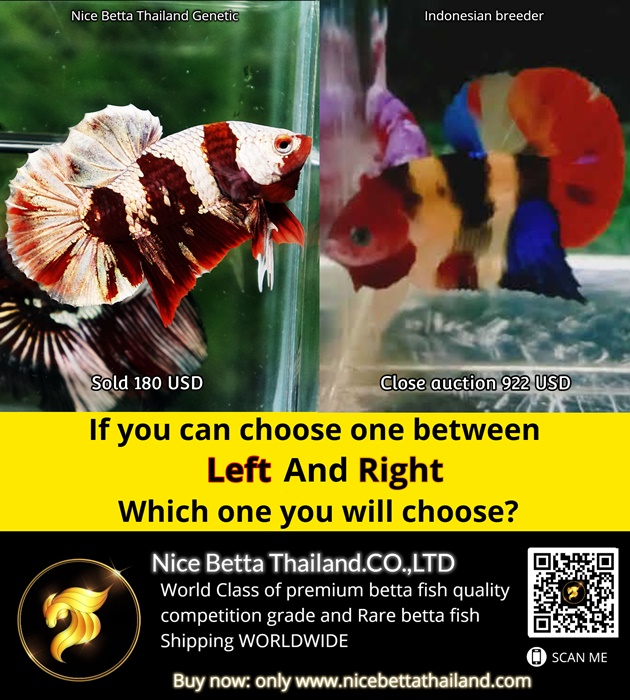 if-you-can-choose-one-of-these-betta-fish-between-left-and-right-which-one-you-will-choose