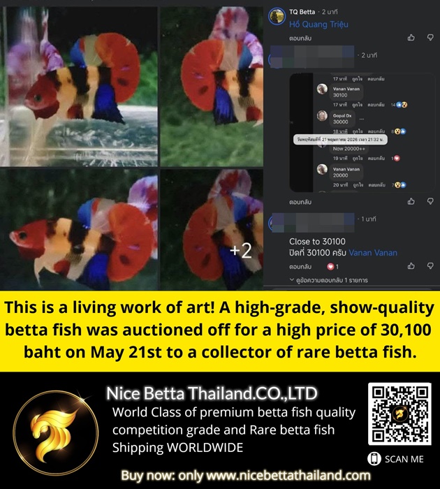 this-is-a-living-work-of-art-a-high-grade-show-quality-betta-fish-was-auctioned-off-for-a-high-price-of-30100-baht-on-may-21st-to-a-collector-of-rare-betta-fish