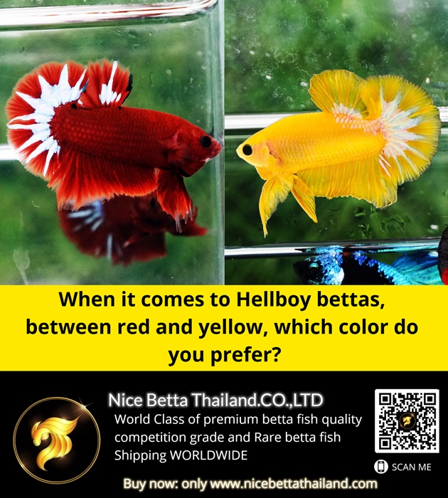 When it comes to Hellboy bettas, between red and yellow, which color do you prefer the most