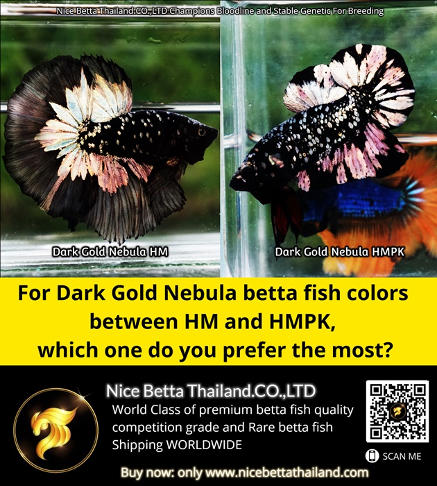 for-dark-gold-nebula-betta-fish-colors-between-hm-and-hmpk-which-one-do-you-prefer-the-most