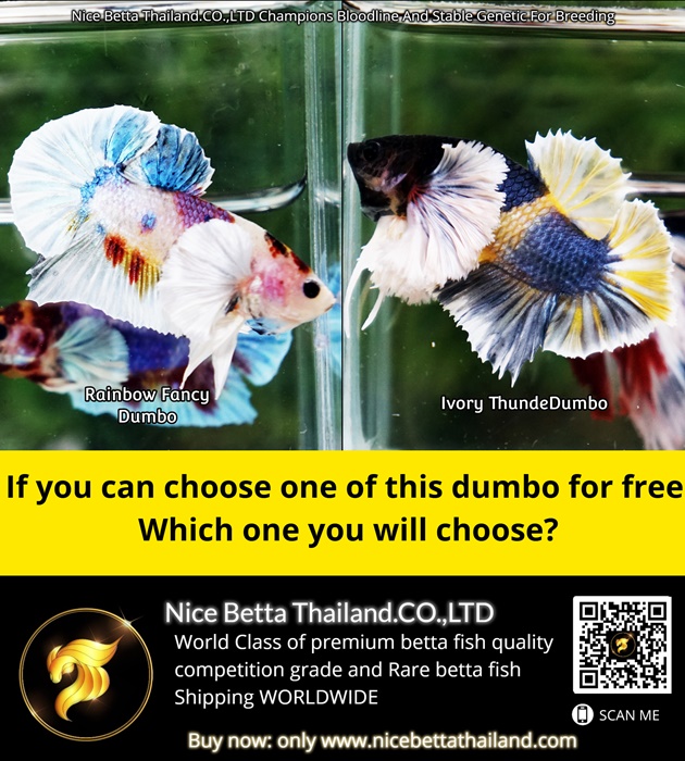if-you-can-choose-one-of-this-dumbo-for-free-which-one-you-will-choose