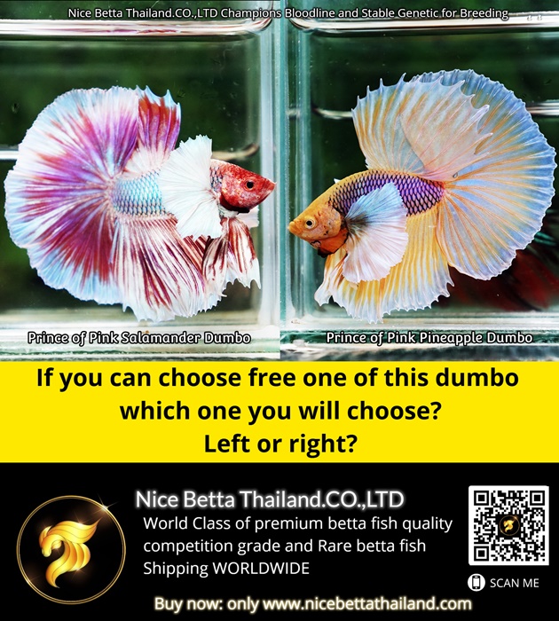 if-you-can-choose-free-one-of-this-dumbo-betta-fish-which-one-you-will-choose-left-or-right