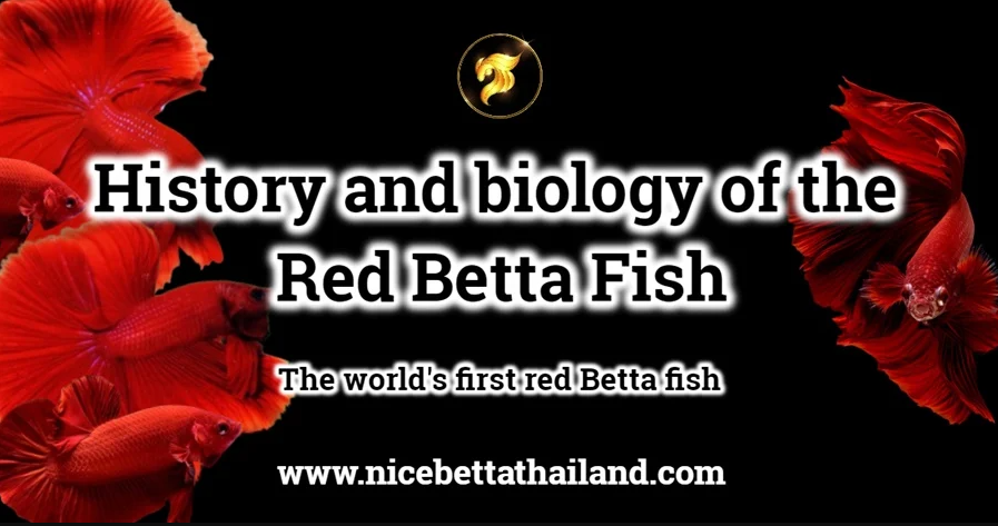 history-and-biology-of-the-red-betta-fish