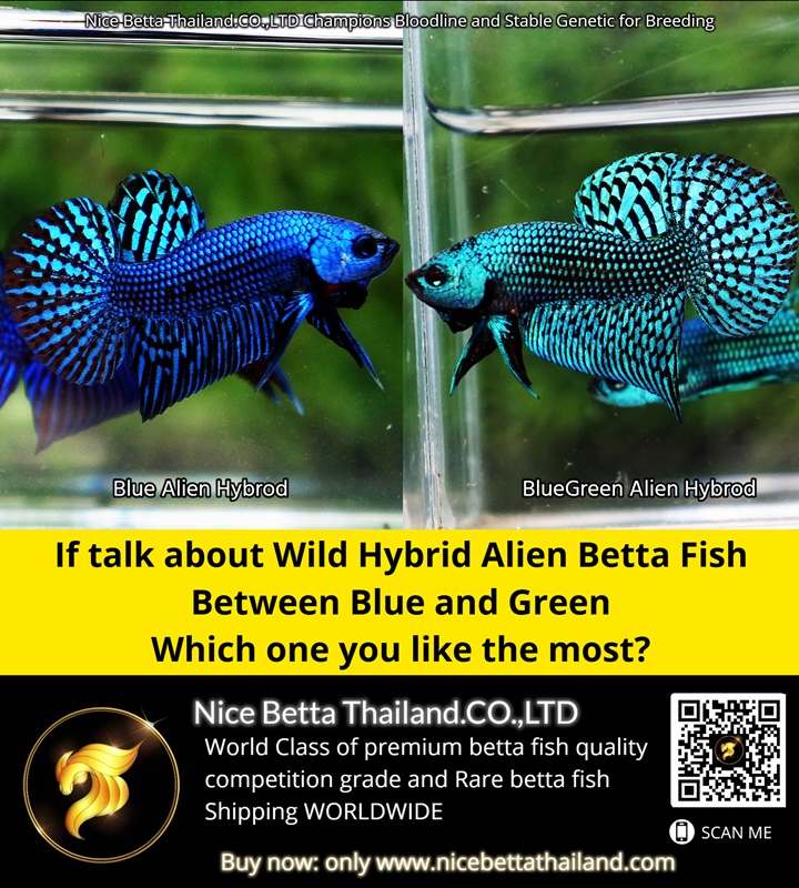If talk about Wild Hybrid Alien Betta Fish Between Blue and Green Which one you like the most
