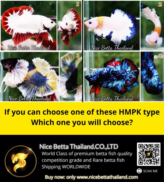 if-you-can-choose-one-of-these-hmpk-betta-fish-type-which-one-you-will-choose