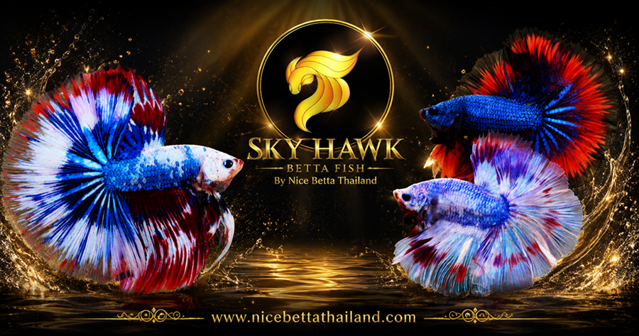sky-hawk-betta-fish-by-nice-betta-thailand