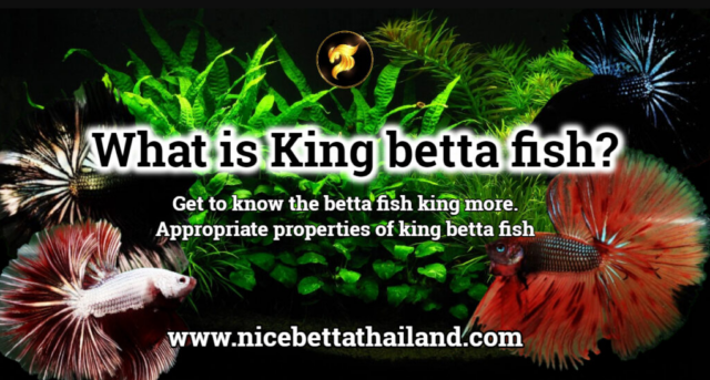 what-is-king-betta-fish-2