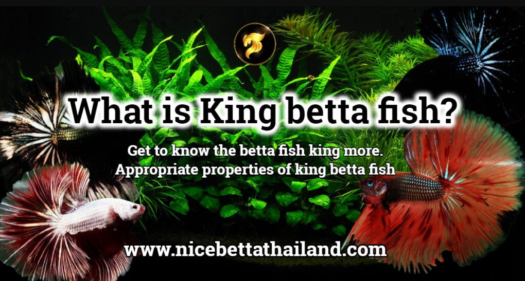 what-is-king-betta-fish-2