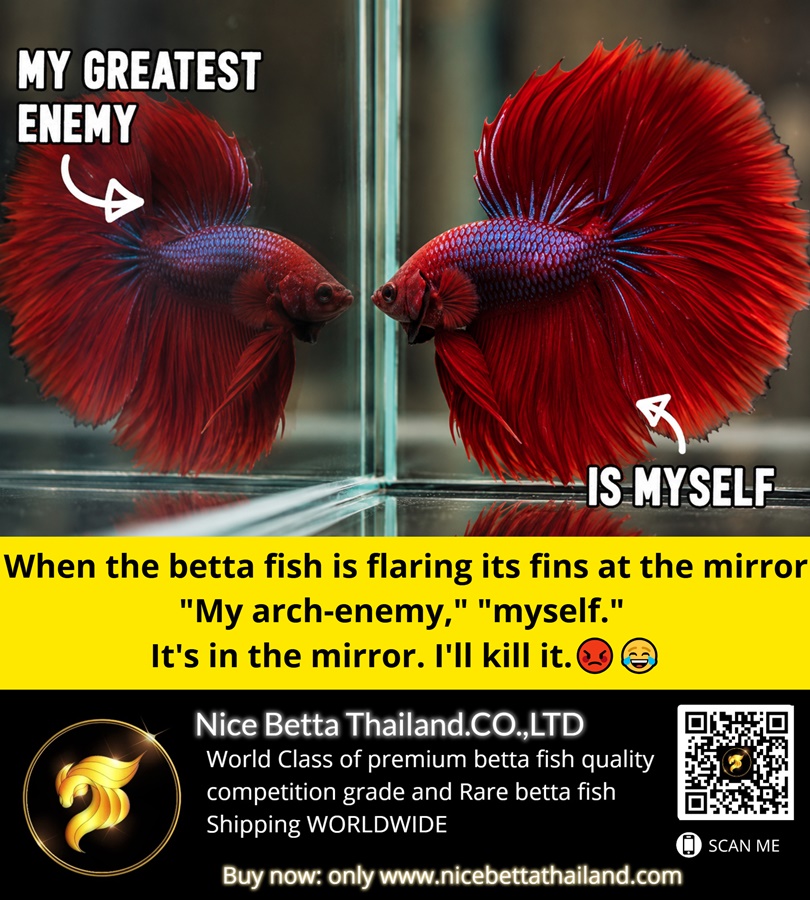 when-the-betta-fish-is-flaring-its-fins-at-the-mirror-my-arch-enemy-myself-its-in-the-mirror-ill-kill-it