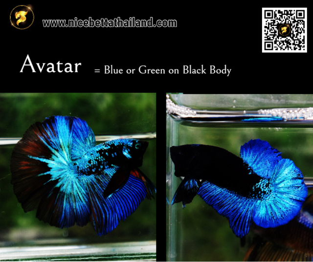 1-blue-black-star-avatar
