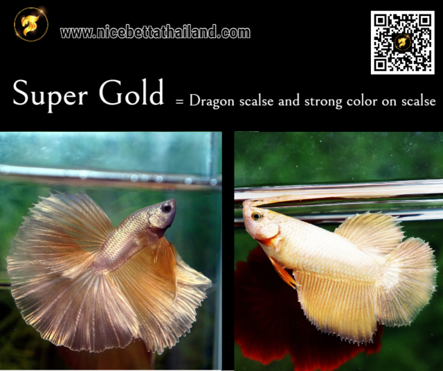12-super-gold-betta-fish-color
