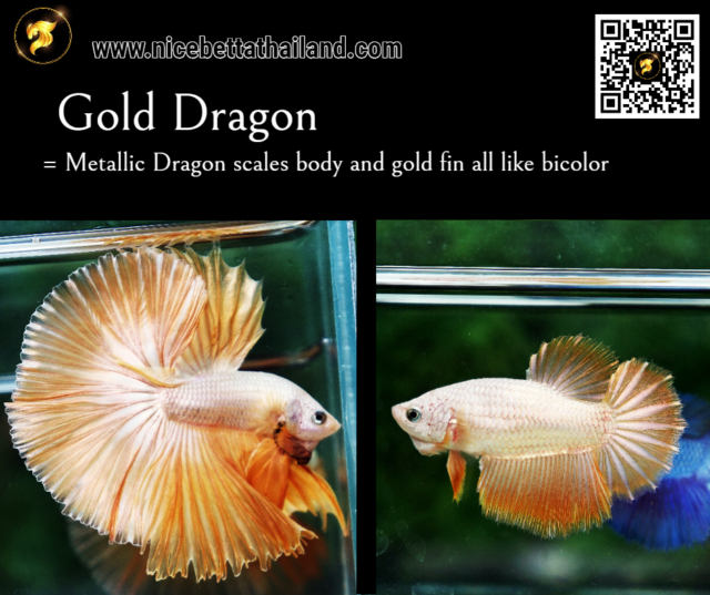 2-gold-dragon